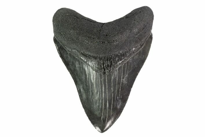 Serrated, Fossil Megalodon Tooth - South Carolina #135450